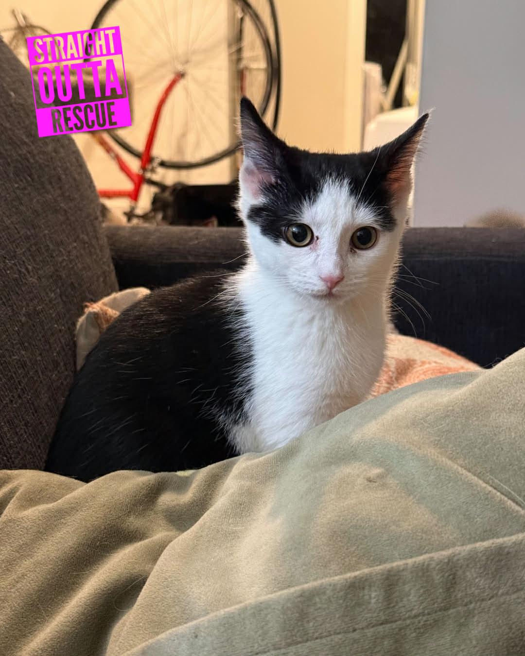 Nina, ADOPTABLE, Kitten Female Domestic Short Hair.