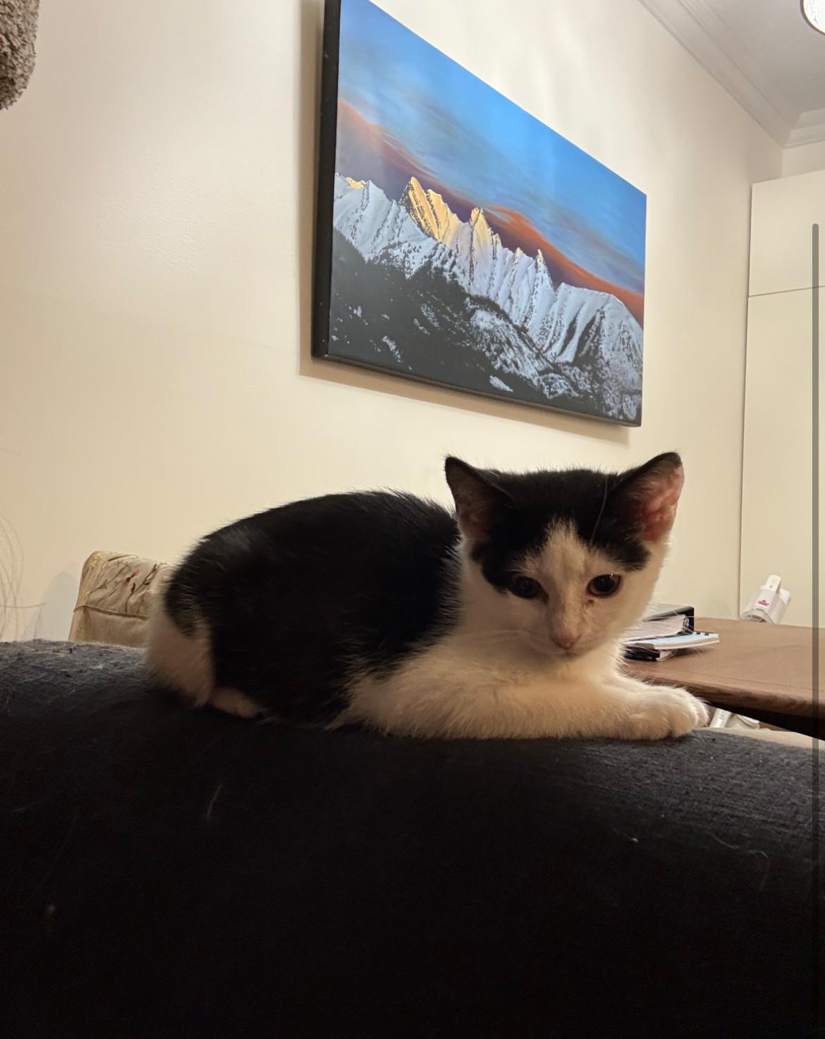 Enlarge Nina, a ADOPTABLE Domestic Short Hair in Vancouver, BC image 3/5