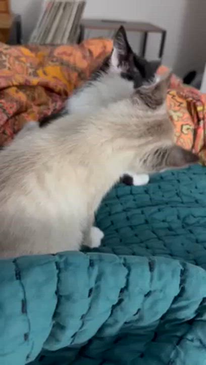 Enlarge Nina, a ADOPTABLE Domestic Short Hair in Vancouver, BC video 5/5