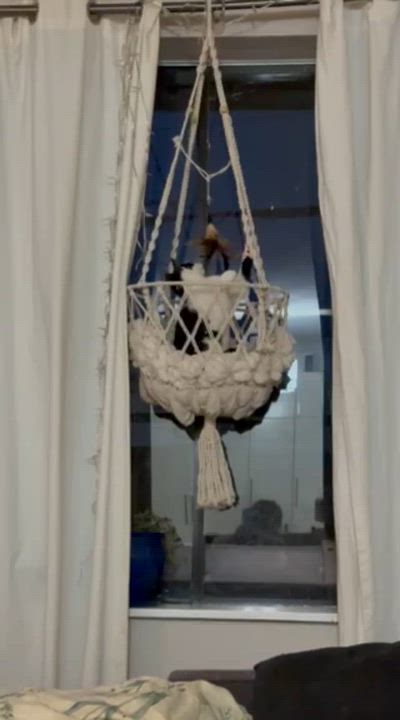 Enlarge Nina, an adopted Domestic Short Hair in Vancouver, BC video 6/6