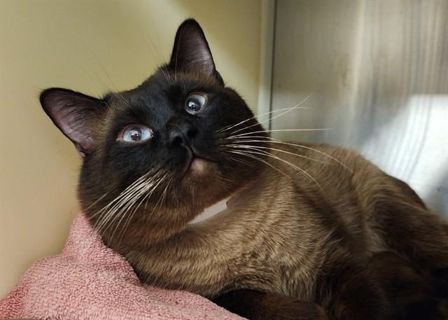 Enlarge MR. PEACH, a Adoptable Domestic Short Hair in Colorado Springs, CO image 1/1