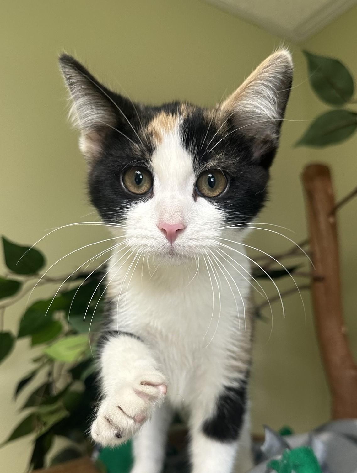 Minnie, Young Female Domestic Short Hair