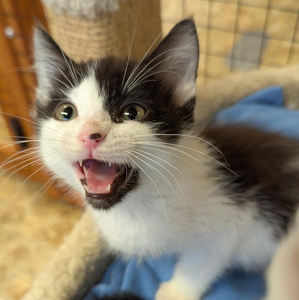 Enlarge Radiator, a Adoptable mixed breed in Aberdeen, WA image 2/2