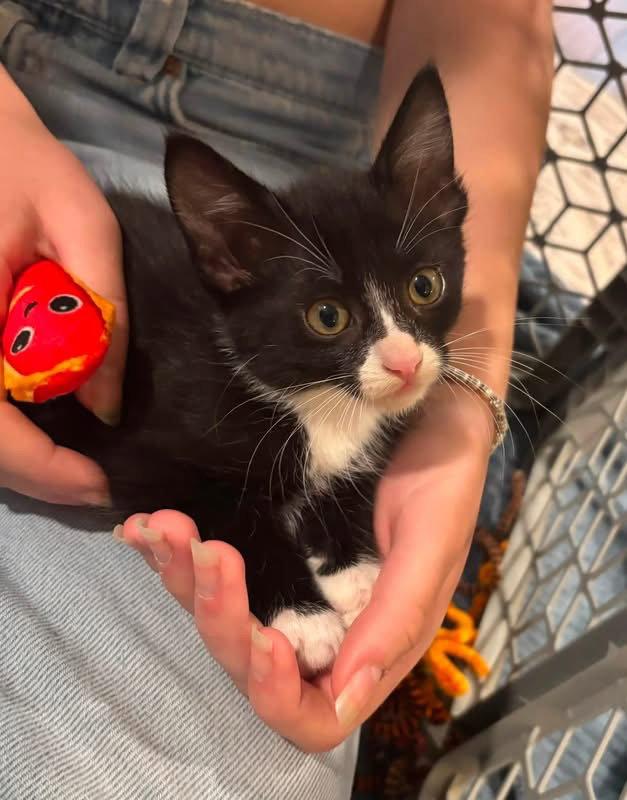 Doralee, Adoptable, Young Female Domestic Short Hair.