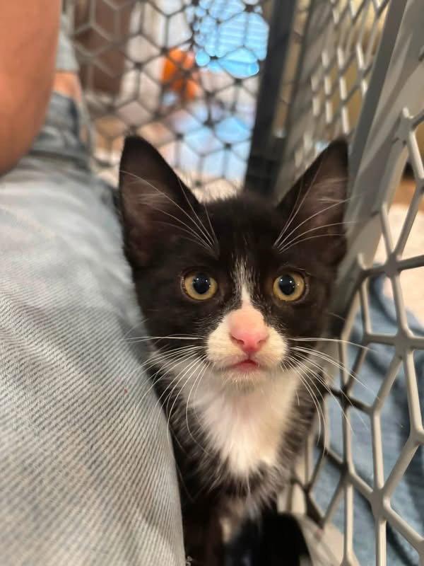Enlarge Doralee, a Adoptable Domestic Short Hair in Scottsdale, AZ image 2/3
