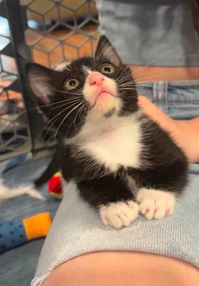 Enlarge Doralee, a Adoptable Domestic Short Hair in Scottsdale, AZ image 3/3