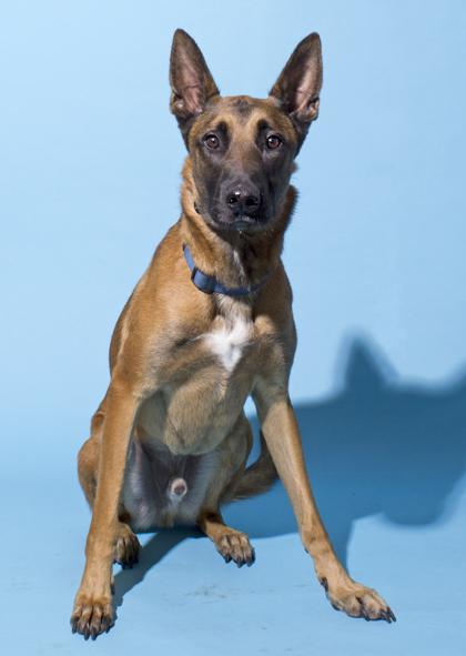 Enlarge Sosa, a Adoptable mixed breed in Santa Paula, CA image 1/1