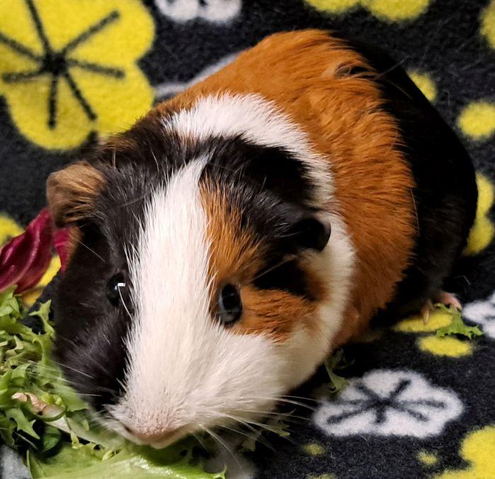 Bandit, a ADOPTABLE Short-Haired in Steger, IL image 3/6