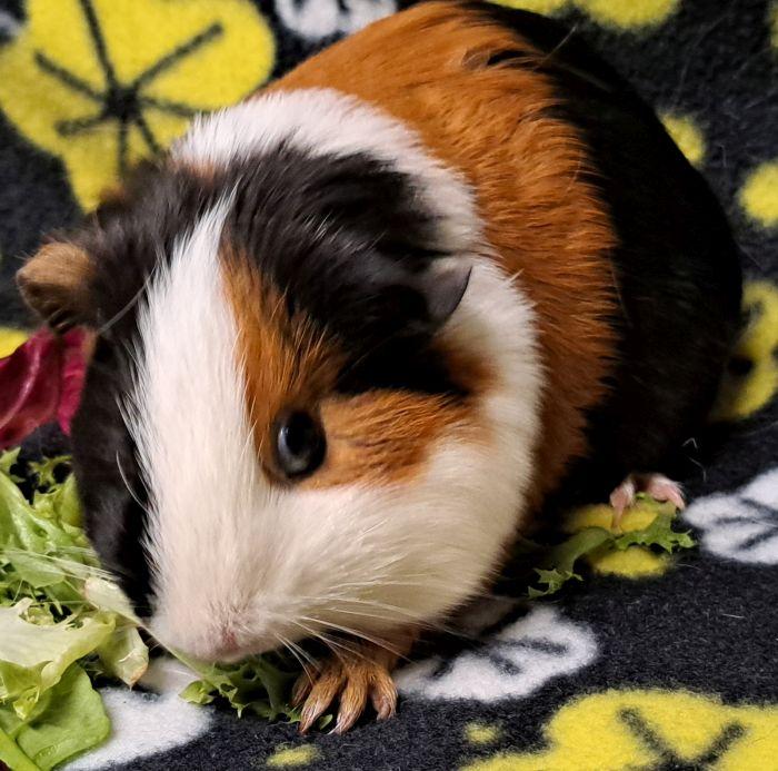Bandit, a ADOPTABLE Short-Haired in Steger, IL image 2/6