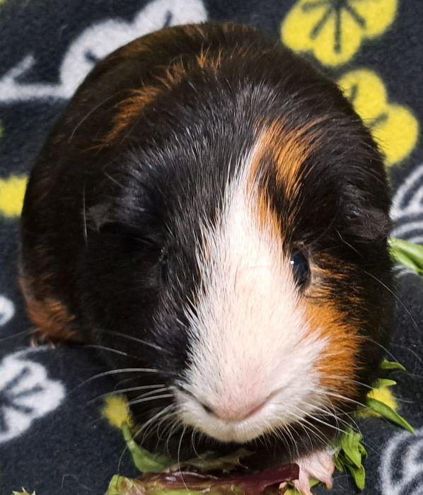 Bandit, a ADOPTABLE Short-Haired in Steger, IL image 5/6