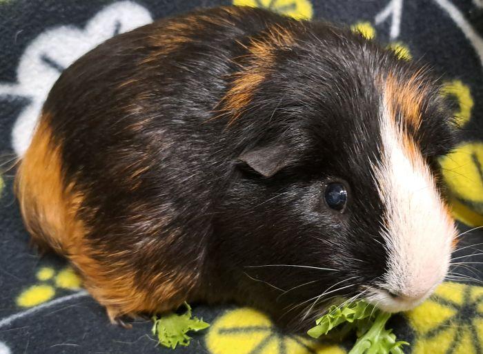 Bandit, a ADOPTABLE Short-Haired in Steger, IL image 4/6