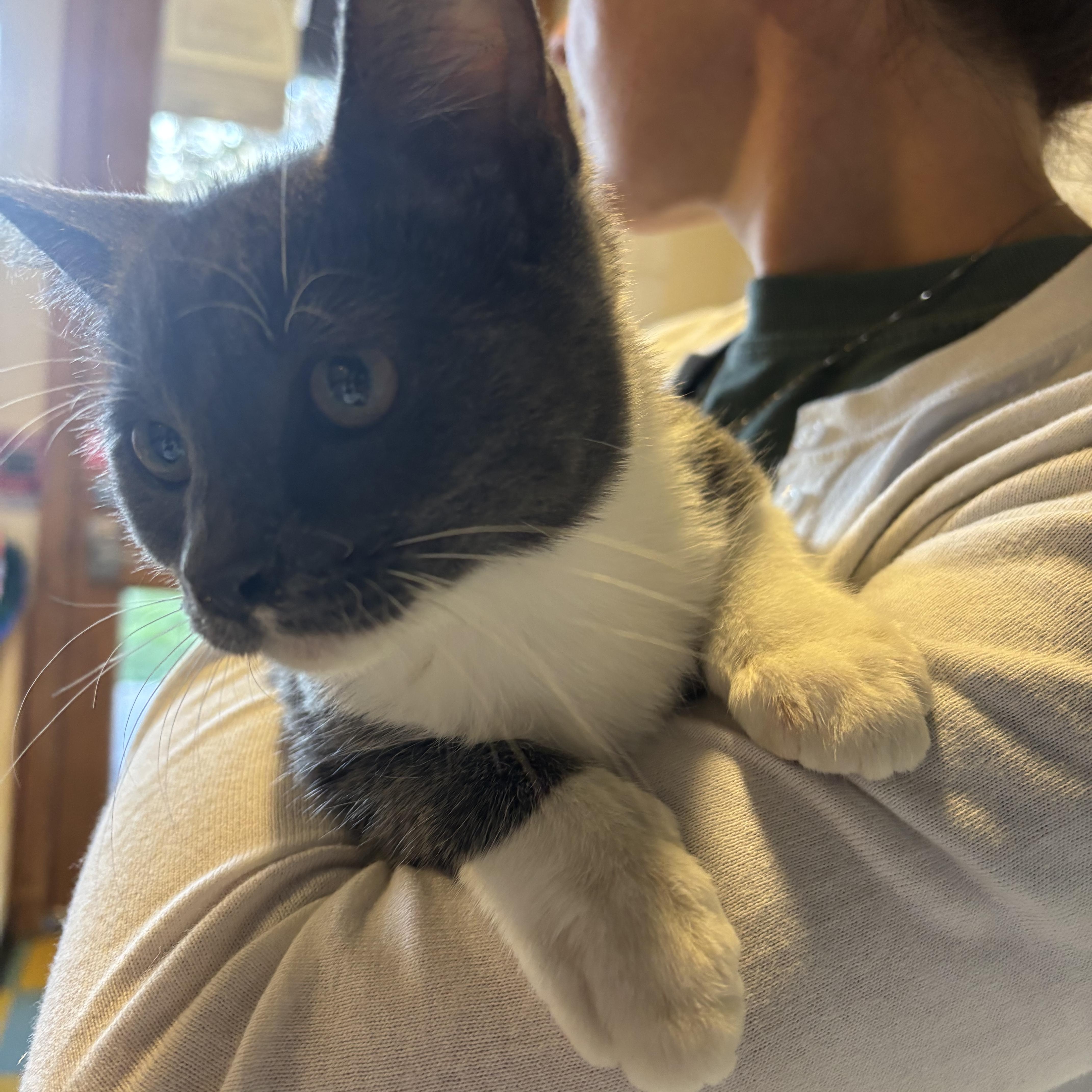 Enlarge Rory, a Adoptable Domestic Medium Hair in Eagle, CO image 3/4