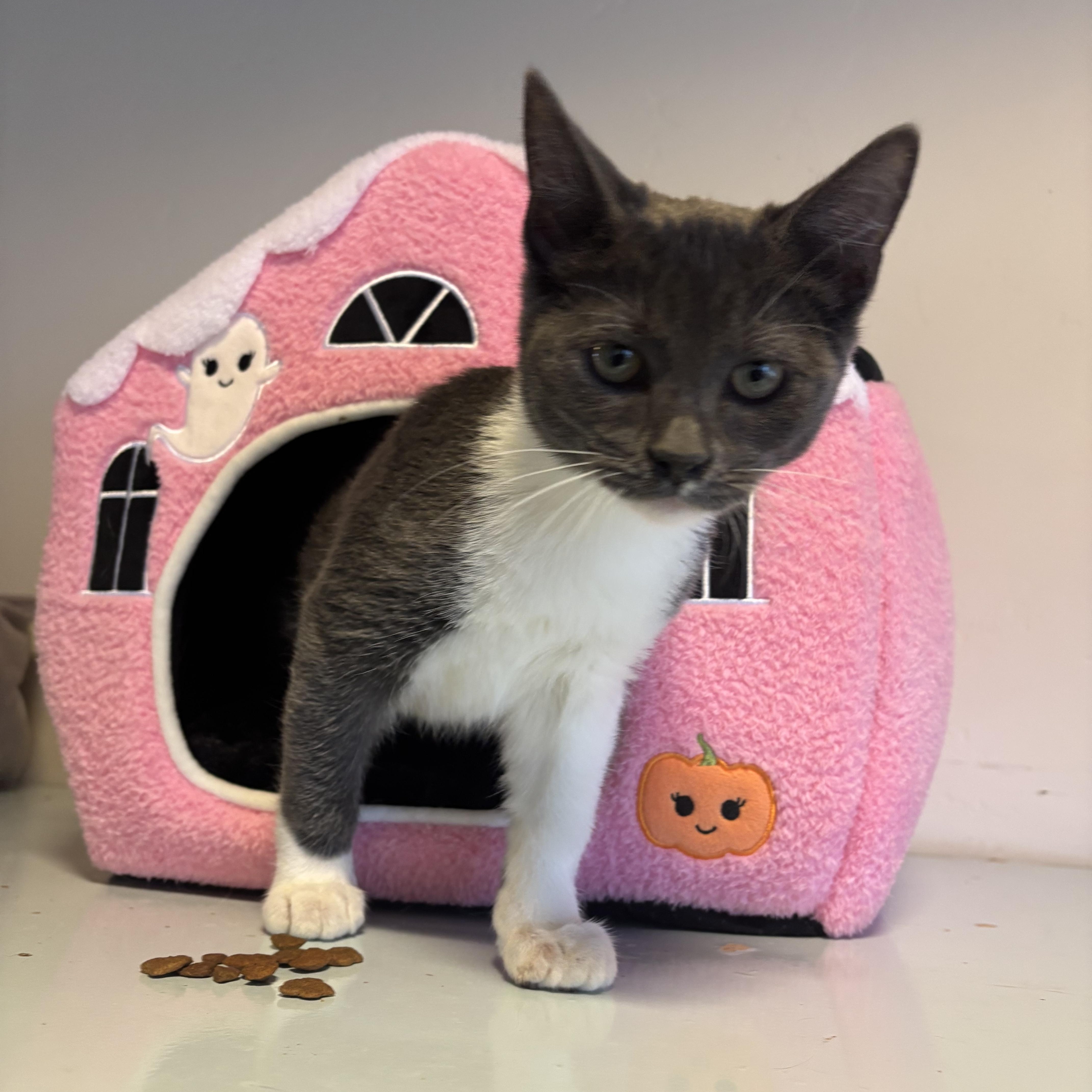 Enlarge Rory, a Adoptable Domestic Medium Hair in Eagle, CO image 2/4
