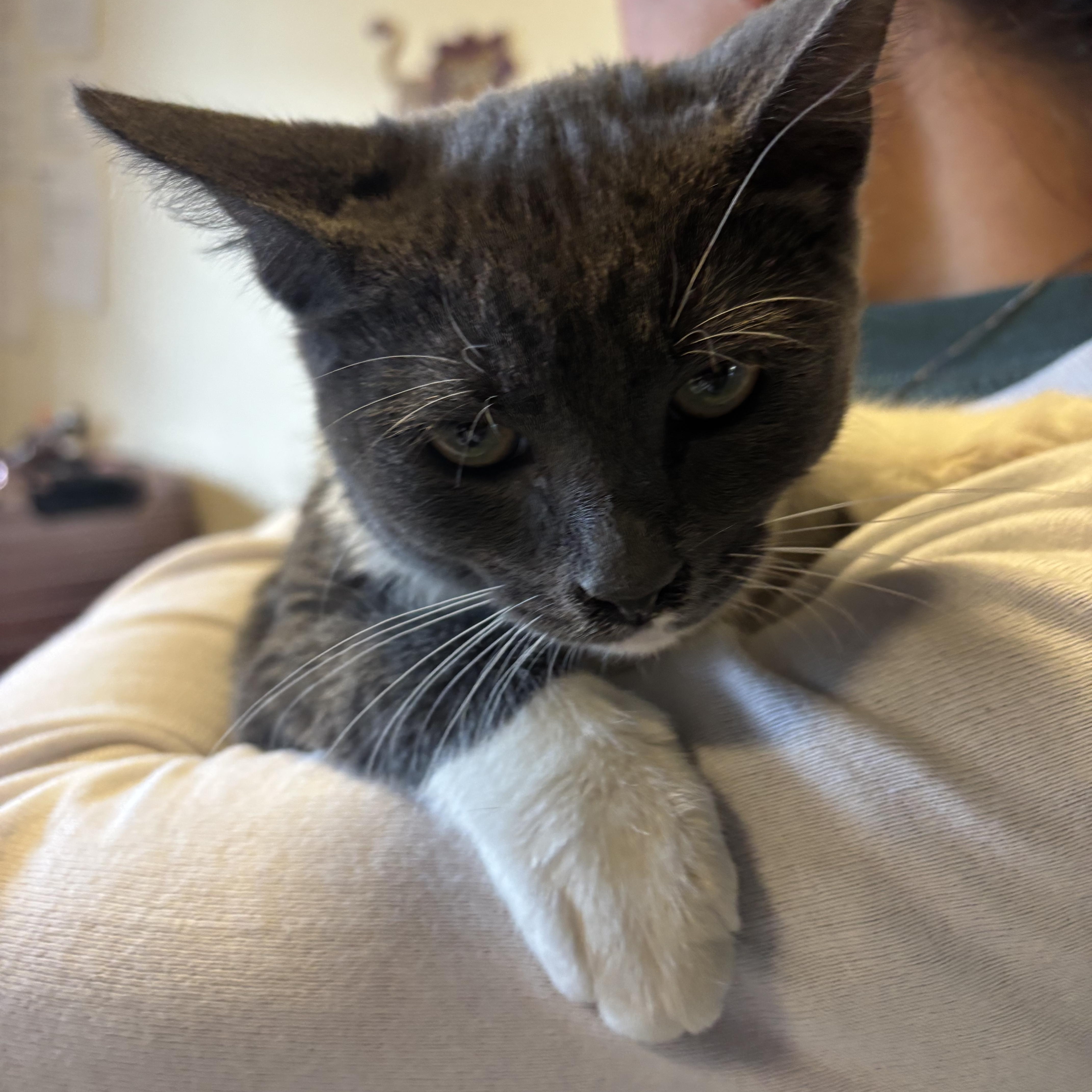 Enlarge Rory, a Adoptable Domestic Medium Hair in Eagle, CO image 4/4