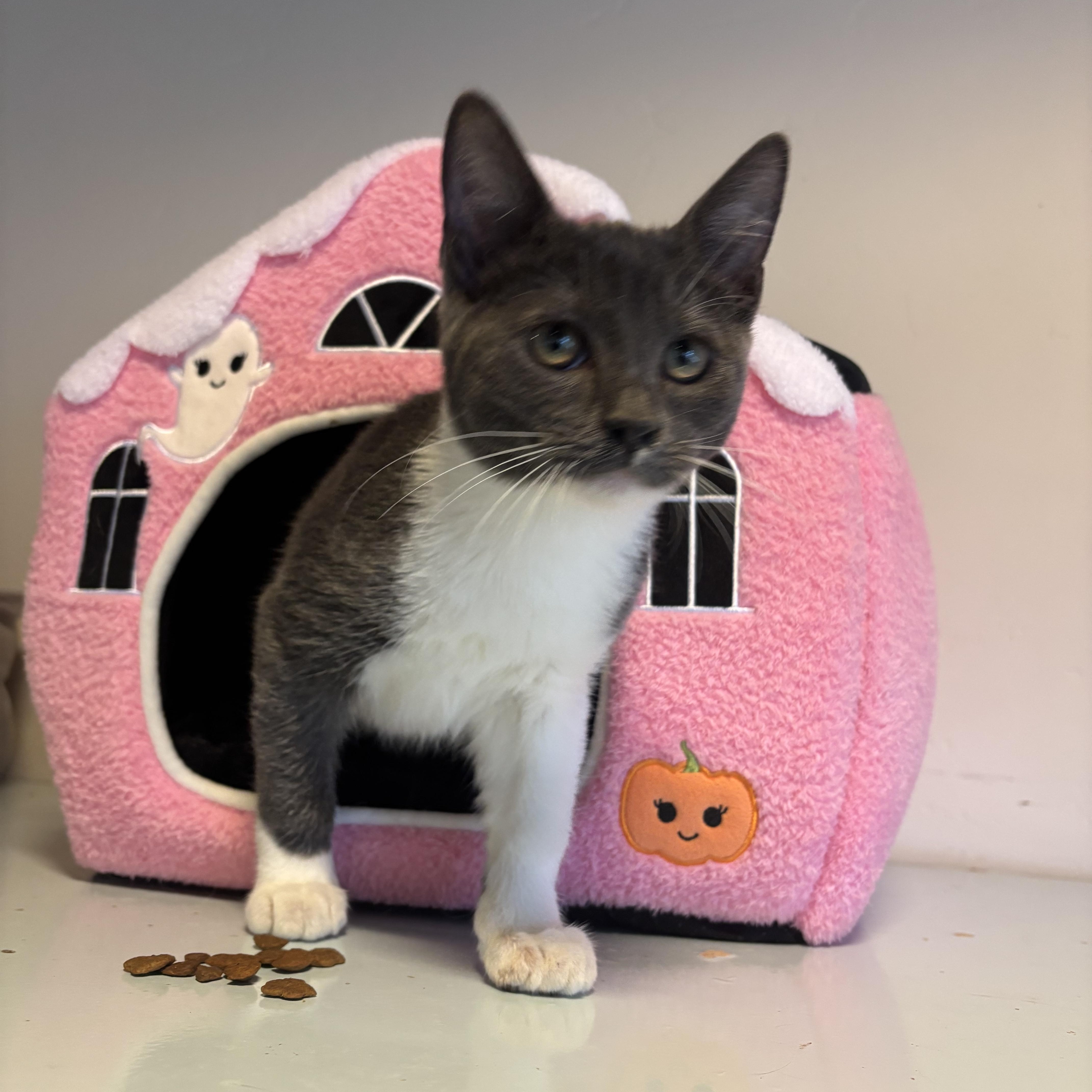 Rory, Adoptable, Kitten Male Domestic Medium Hair.