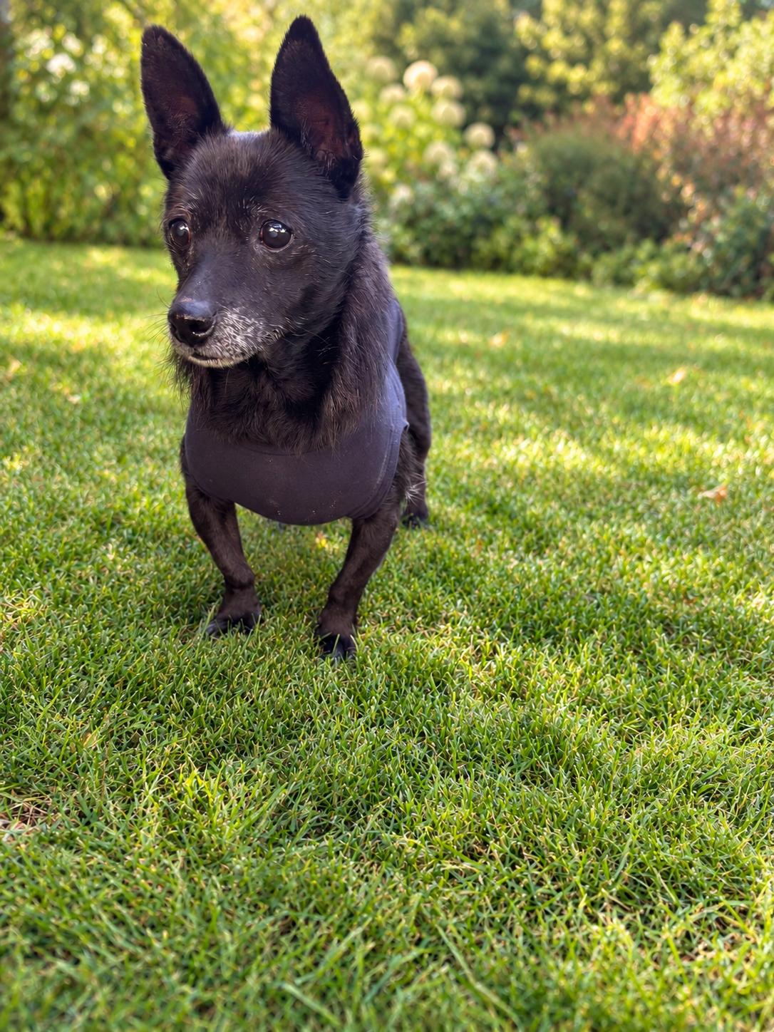 Enlarge Twilight, a Adoptable mixed breed in Star, ID image 1/2