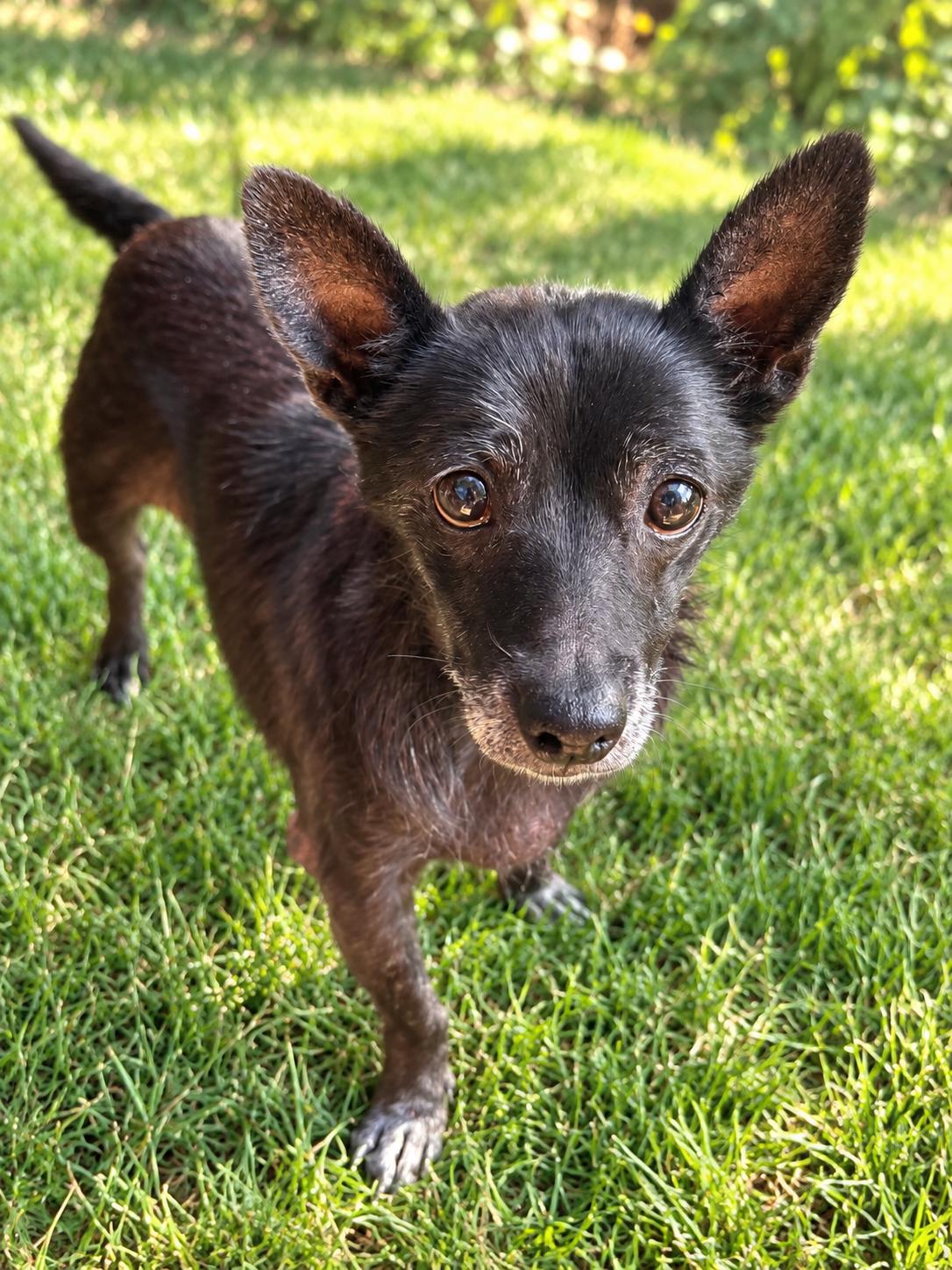 Enlarge Twilight, a Adoptable mixed breed in Star, ID image 2/2