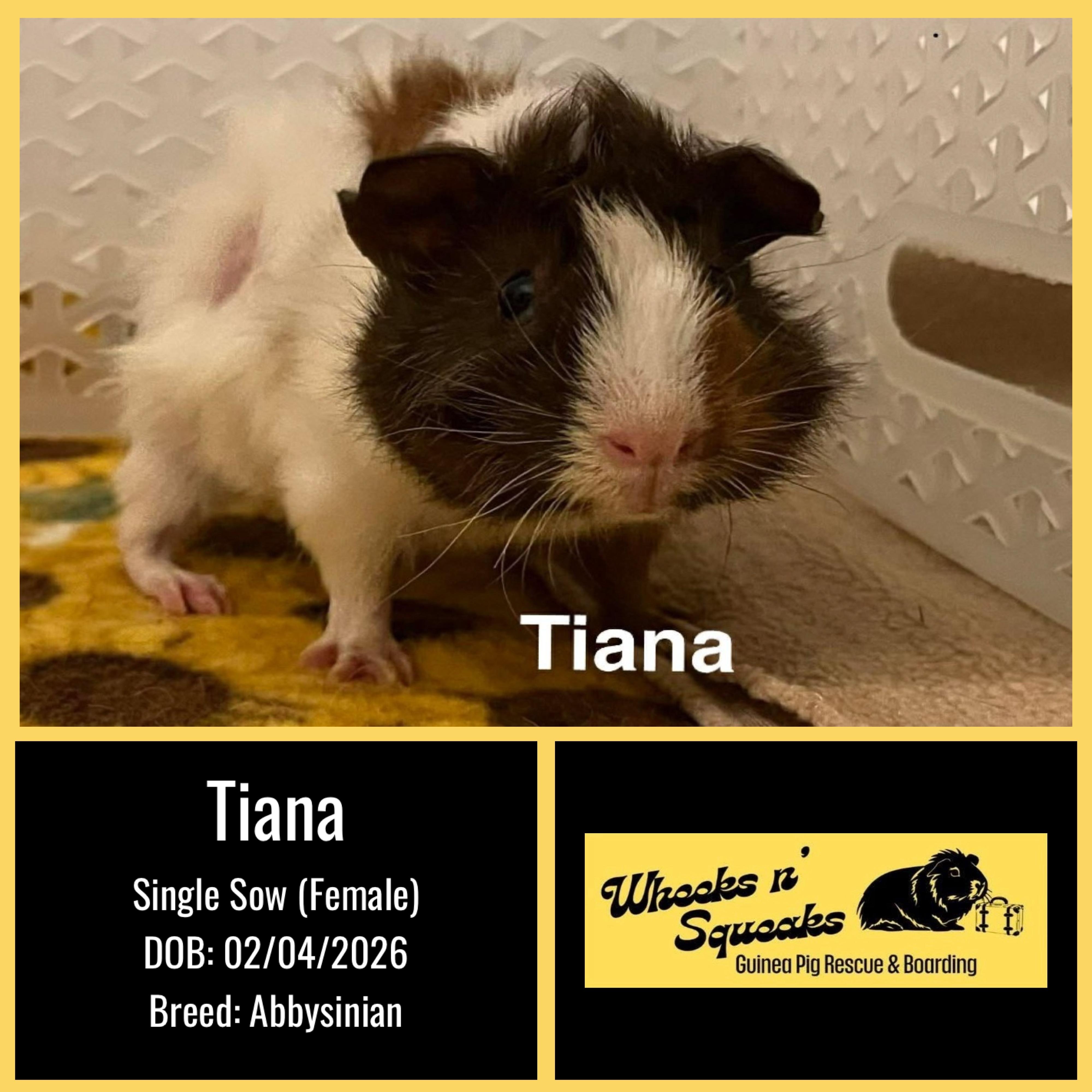 Tiana, adopted, Young Female Abyssinian.