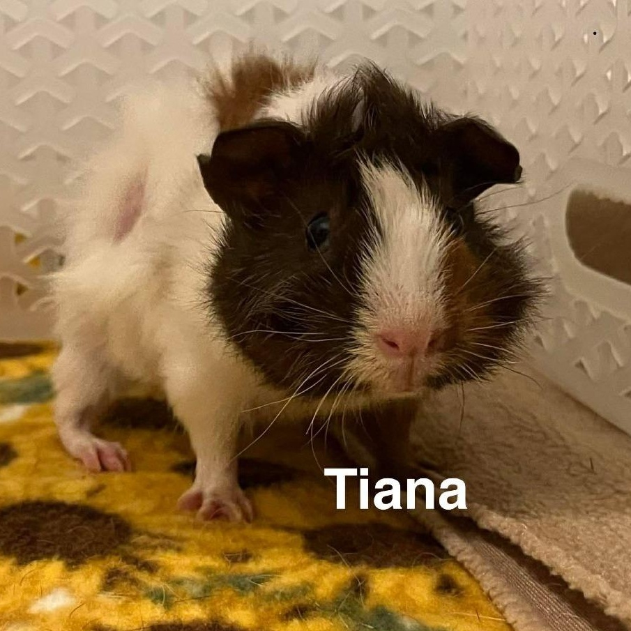 Enlarge Tiana, an adopted Abyssinian in Phoenix, AZ image 2/3