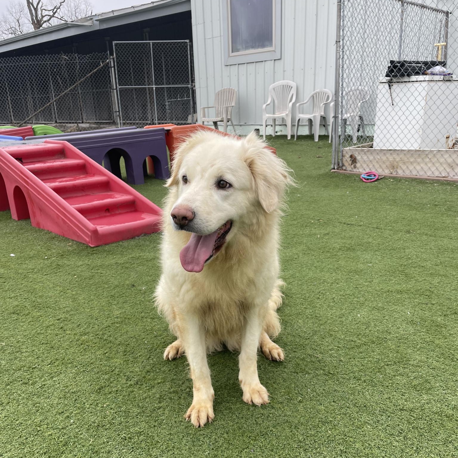 Sophie, an adopted mixed breed in Richmond Hill, ON image 1/4