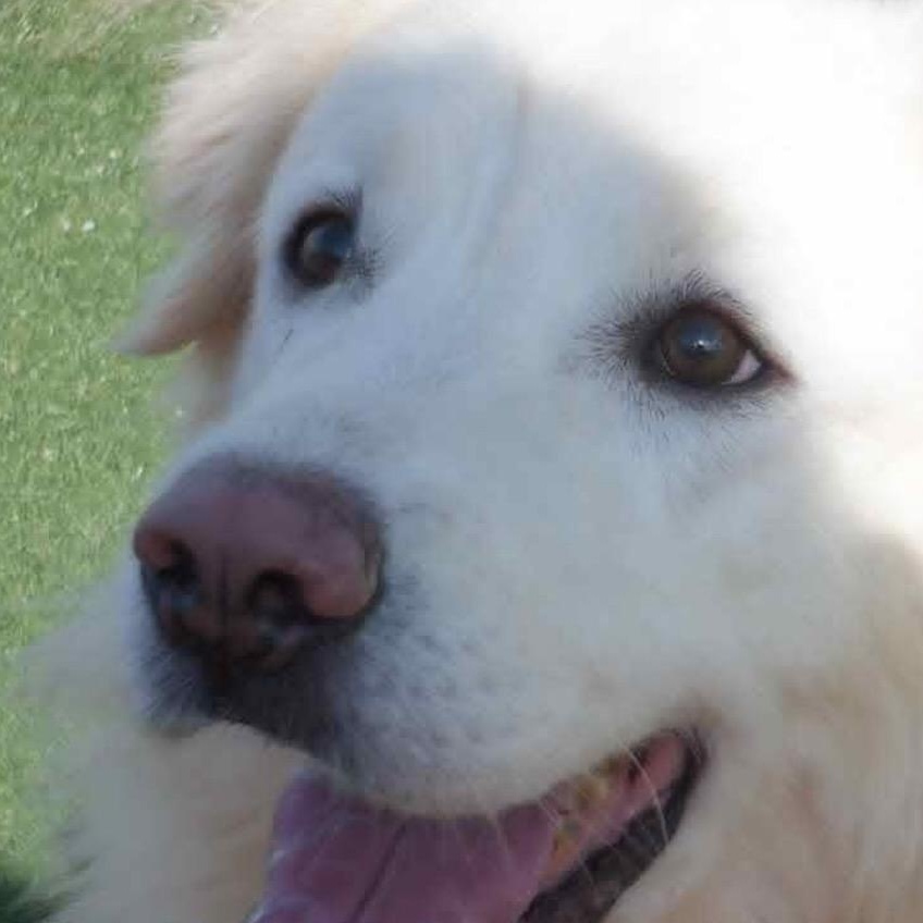 Sophie, an adopted mixed breed in Richmond Hill, ON image 4/4