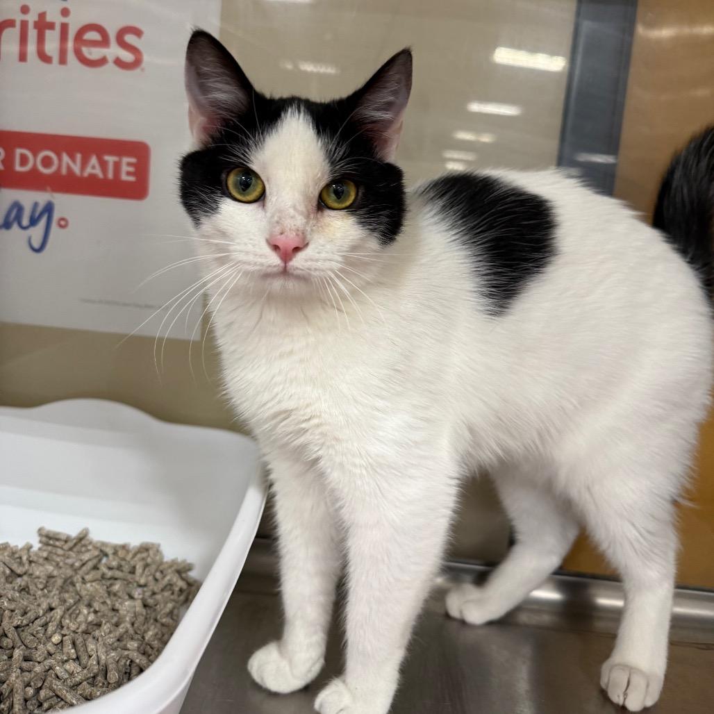 Enlarge Schatz, a Adoptable Domestic Medium Hair in Hedgesville, WV image 1/4