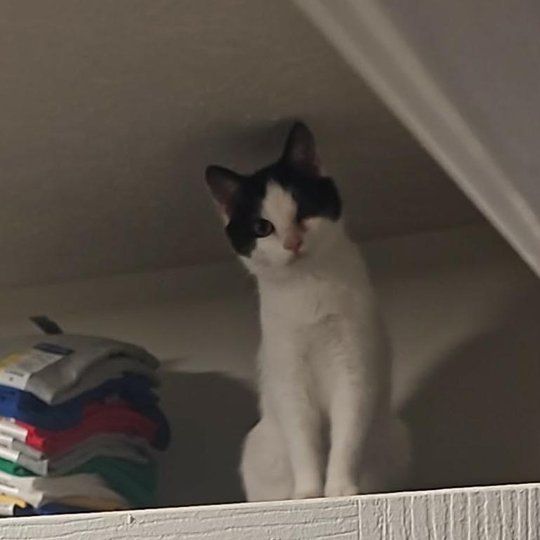 Schatz, Adoptable, Young Male Domestic Medium Hair.