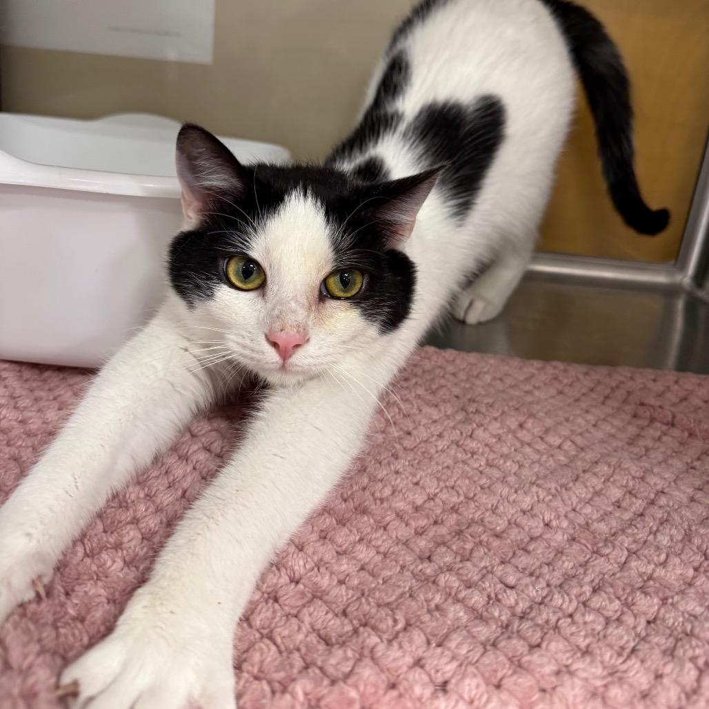 Enlarge Schatz, a Adoptable Domestic Medium Hair in Hedgesville, WV image 3/4