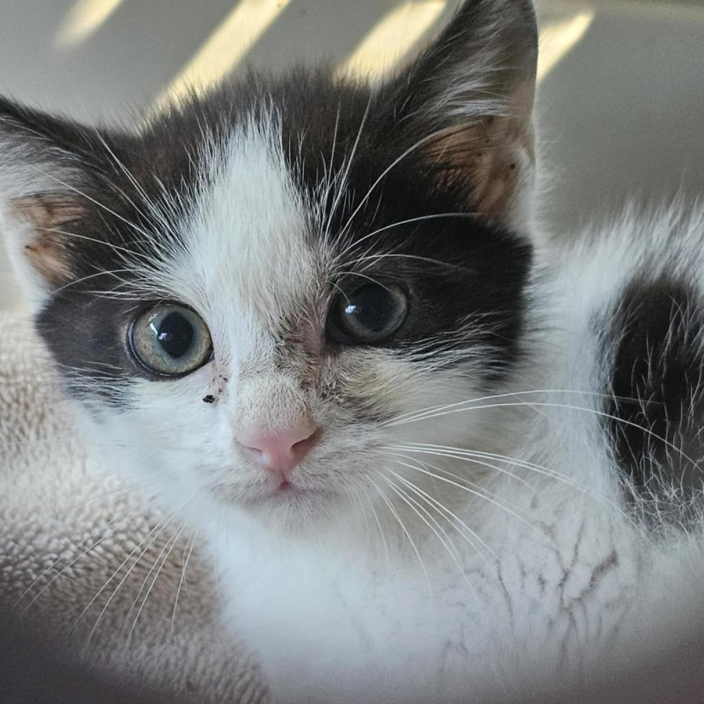 Enlarge Schatz, a Adoptable Domestic Medium Hair in Hedgesville, WV image 2/2