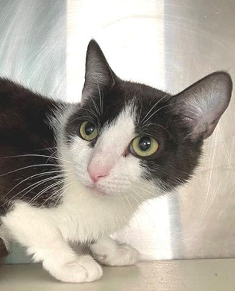 Bethany, a Adopted Domestic Short Hair in Carrollton, GA image 1/3