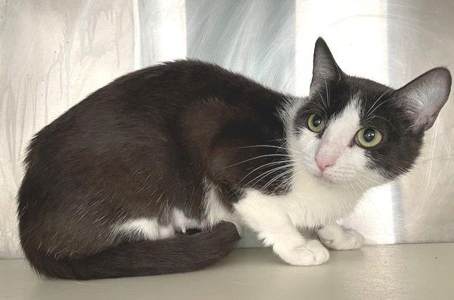 Bethany, a Adopted Domestic Short Hair in Carrollton, GA image 2/3