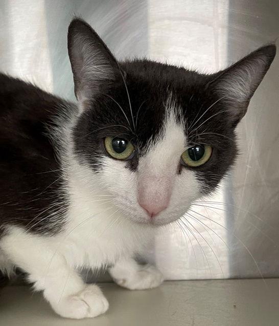 Bethany, a Adopted Domestic Short Hair in Carrollton, GA image 3/3