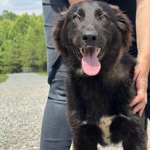 Gary, a ADOPTABLE mixed breed in Richmond, VA image 4/6