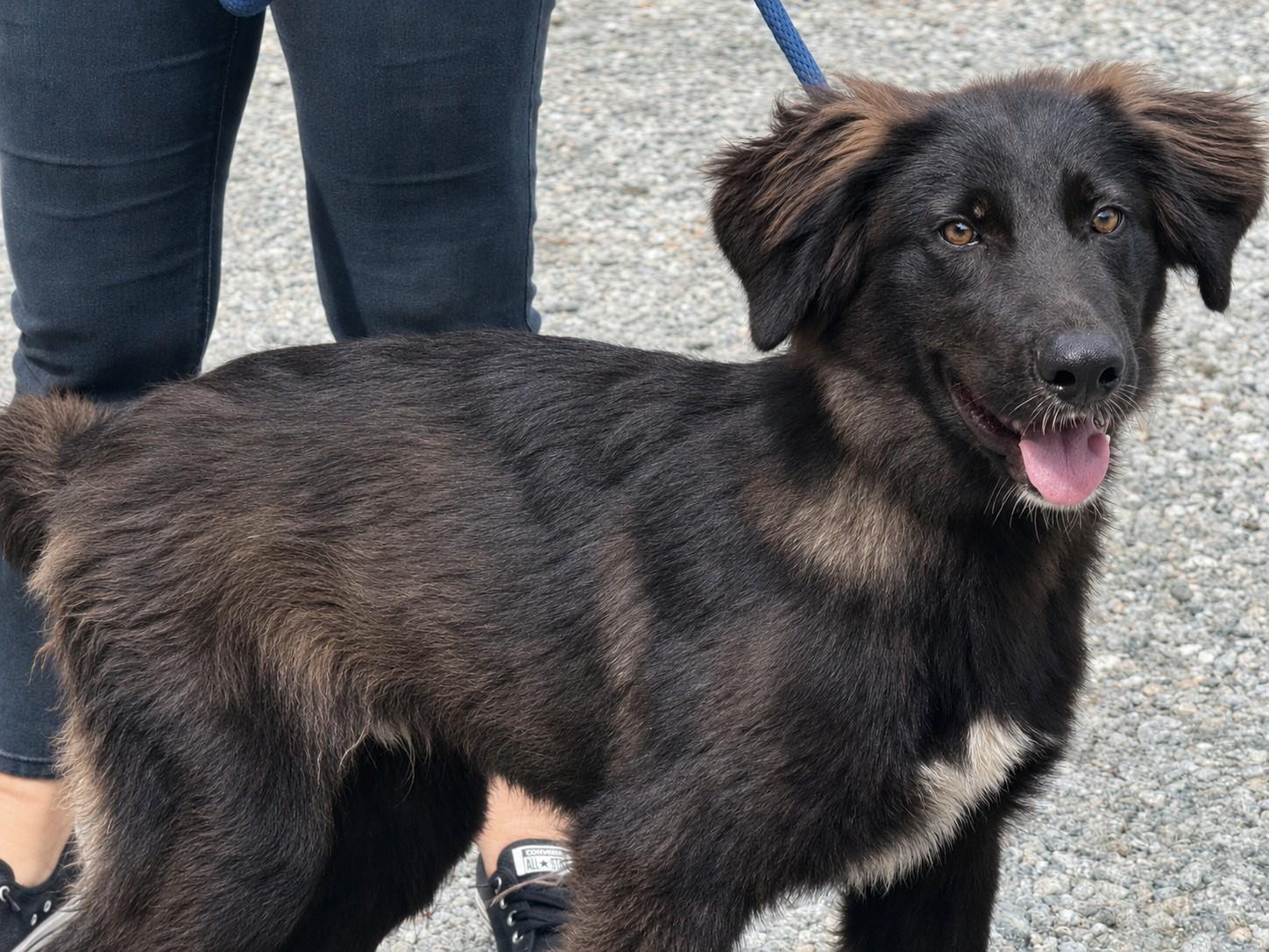 Gary, a ADOPTABLE mixed breed in Richmond, VA image 5/6