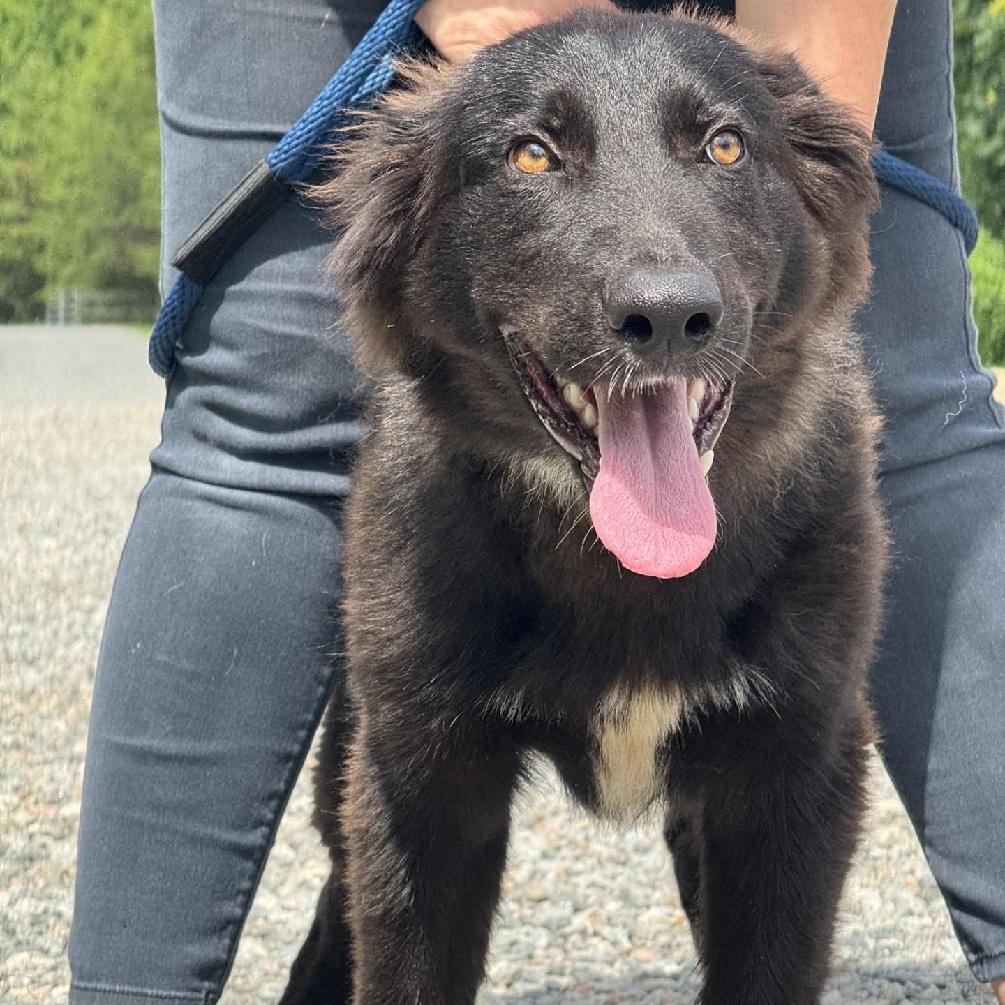 Gary, a ADOPTABLE mixed breed in Richmond, VA image 3/6