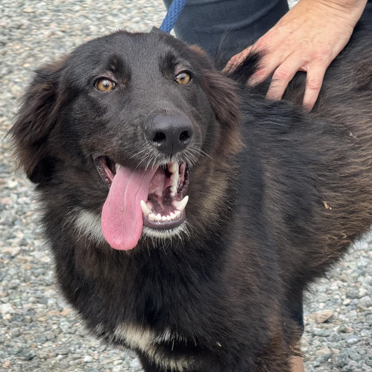 Gary, a ADOPTABLE mixed breed in Richmond, VA image 6/6