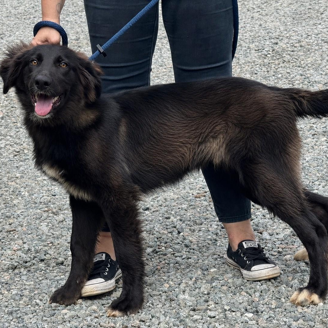 Gary, a ADOPTABLE mixed breed in Richmond, VA image 1/6