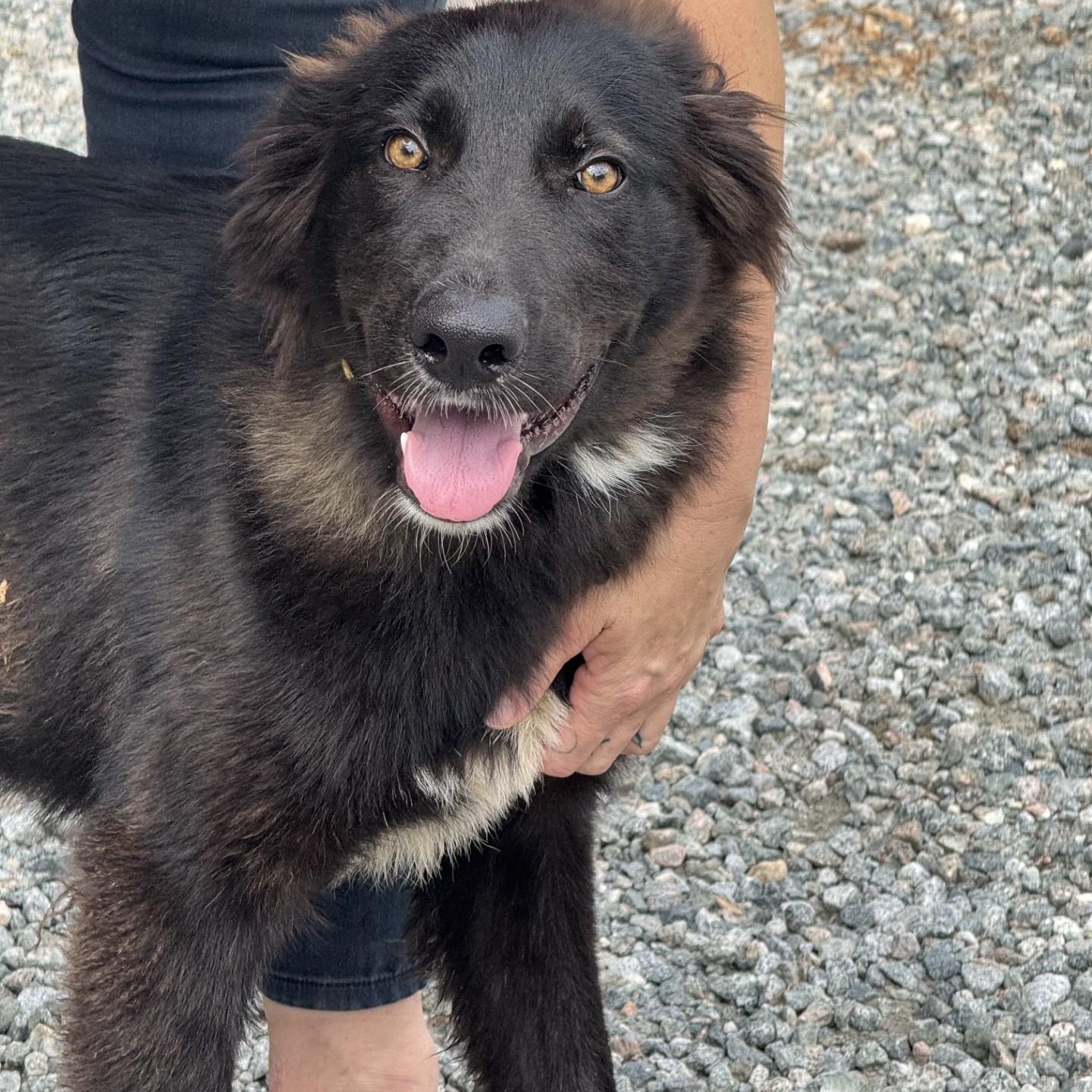 Gary, a ADOPTABLE mixed breed in Richmond, VA image 2/6