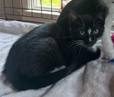 Skunk, Adoptable, Kitten Male Domestic Short Hair.