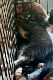 Skunk, a Adoptable Domestic Short Hair in Closter, NJ image 3/3