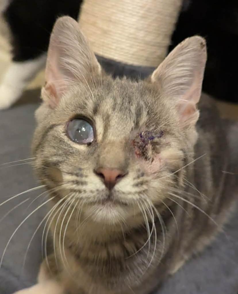 Mr. Magoo, Adoptable, Kitten Male Domestic Short Hair.