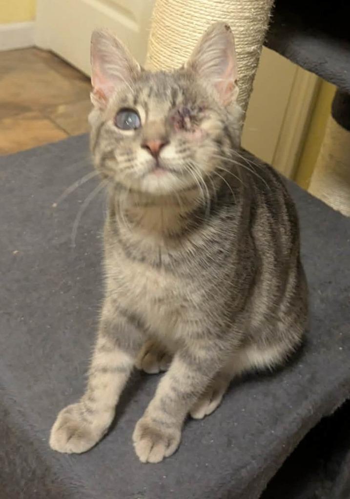 Enlarge Mr. Magoo, a Adoptable mixed breed in Waverly, TN image 2/2