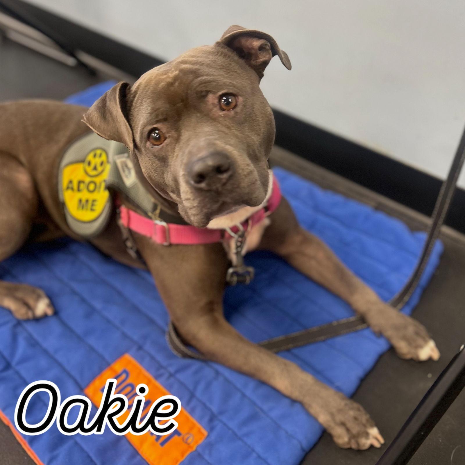 Oakie, Adoptable, Adult Female Pit Bull Terrier.