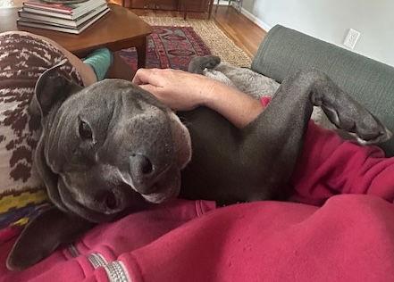 Oakie, a Adoptable Pit Bull Terrier in Richmond, VA image 1/3