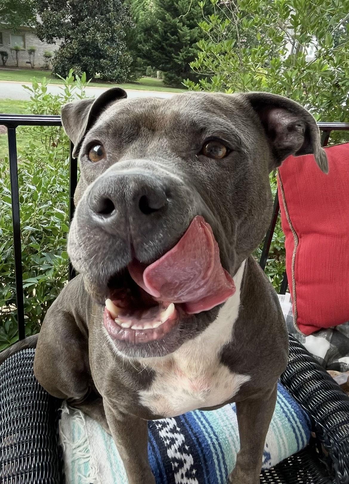 Enlarge Oakie, a Adoptable Pit Bull Terrier in Richmond, VA image 2/3