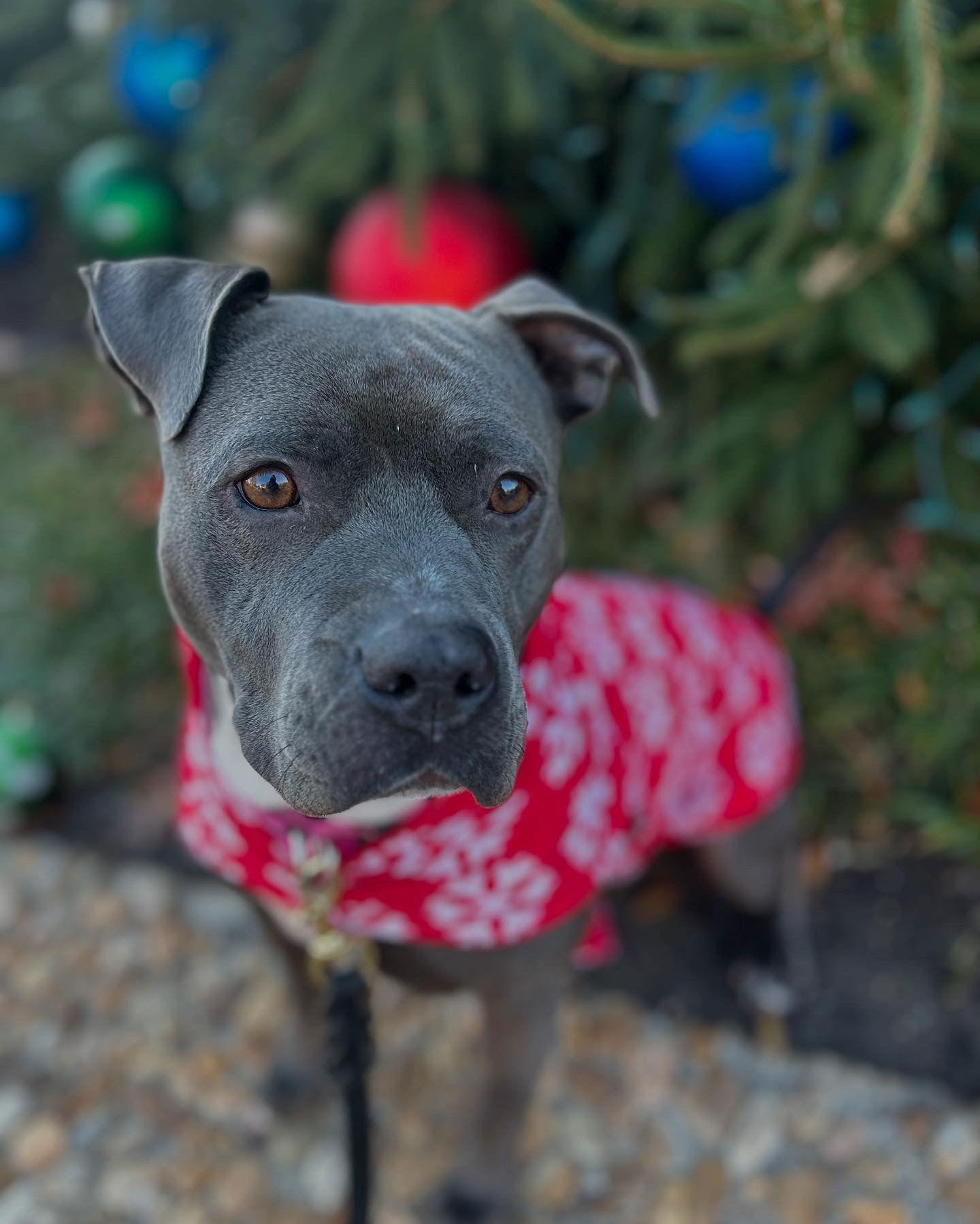 Oakie, a Adoptable Pit Bull Terrier in Richmond, VA image 2/3