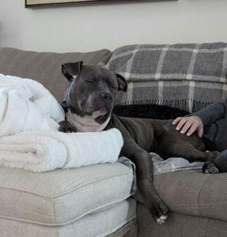 Oakie, a Adoptable Pit Bull Terrier in Richmond, VA image 3/3