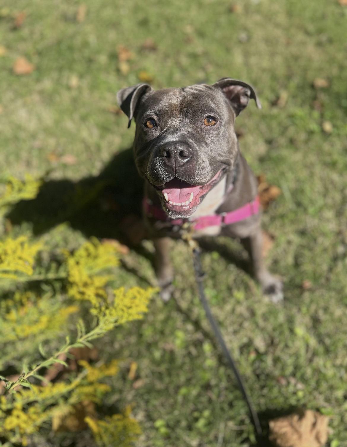 Enlarge Oakie, a Adoptable Pit Bull Terrier in Richmond, VA image 3/3