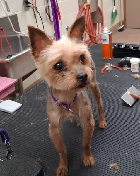 BELLA, Adoptable, Senior Female Yorkshire Terrier.