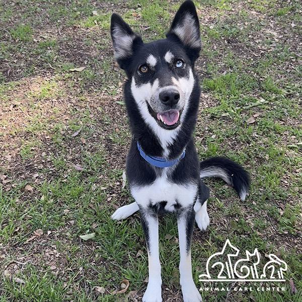 POPPY, Adoptable, Adult Female Siberian Husky.